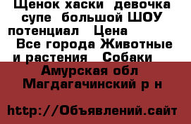 Щенок хаски, девочка супе, большой ШОУ потенциал › Цена ­ 50 000 - Все города Животные и растения » Собаки   . Амурская обл.,Магдагачинский р-н